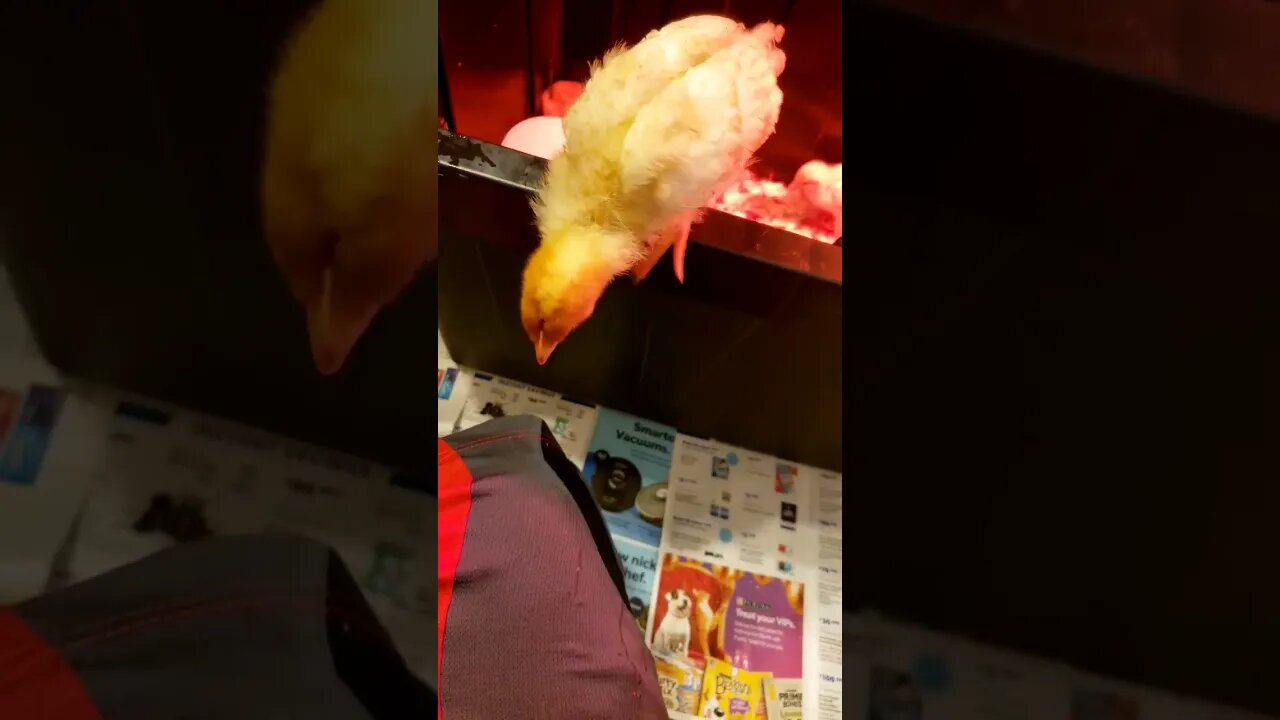 Chickie gets out and hags out🐥🐤