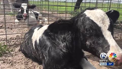 Animal rights group releases new undercover video