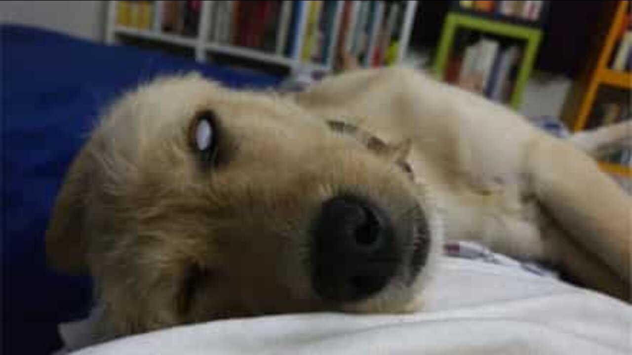 Ce chien montre le blanc de ses yeux pendant son sommeil