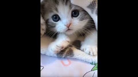 Baby Cats so Cute and Funny Cat Videos Compilation