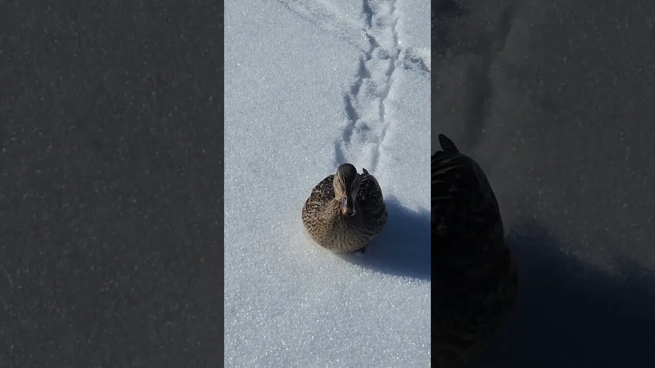 Lake Tahoe duck in the snow