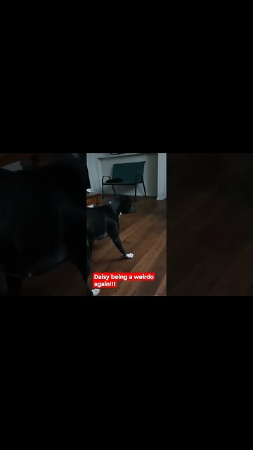 Daisy being a weirdo again!!!