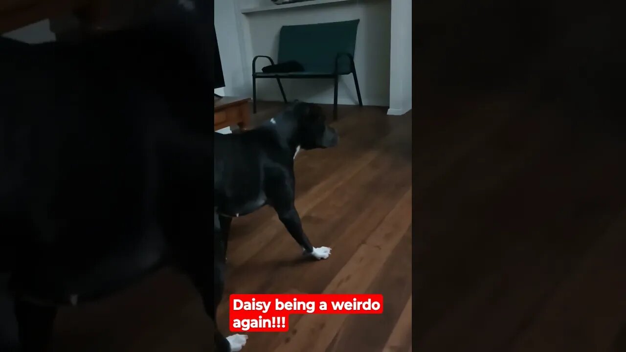 Daisy being a weirdo again!!!