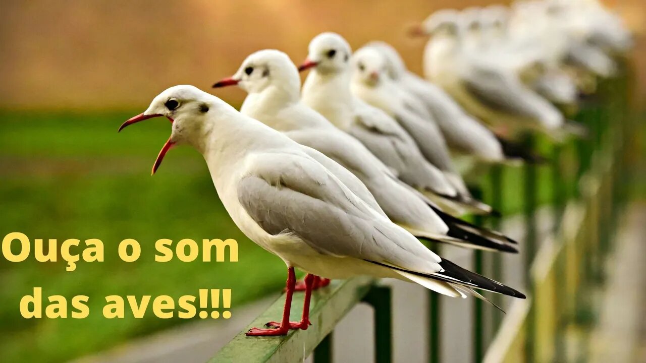 Ouça o Som das Aves!!!