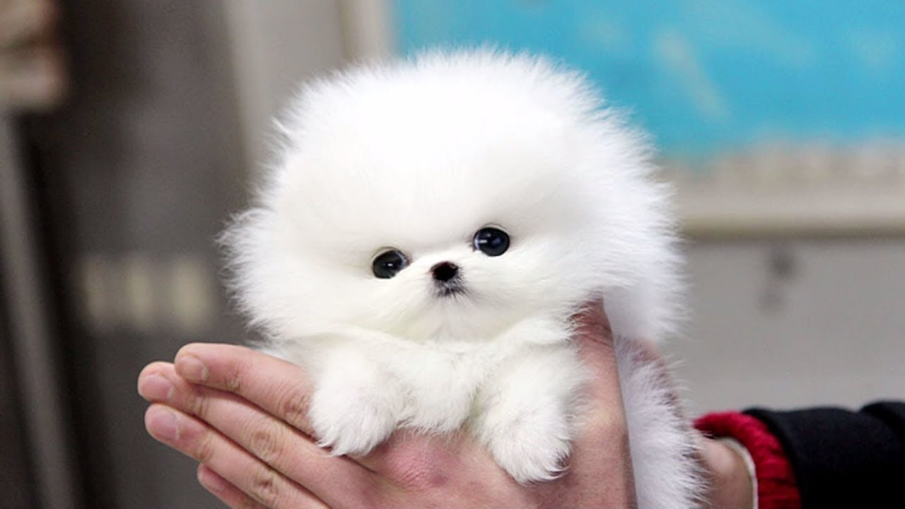 😍 😍 Cute pomerania compilation- Go Random