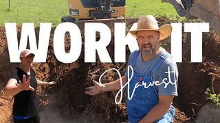 DIY Homestead Building: Tackling Stumps, Sunflowers, and Chickens