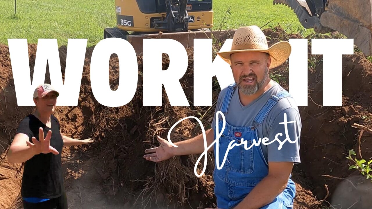 DIY Homestead Building: Tackling Stumps, Sunflowers, and Chickens