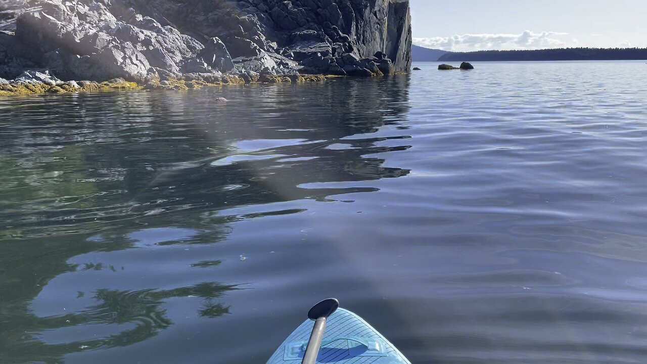 Killer Whale encounter