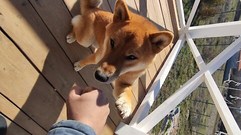 Shiba Inu from Russia knows the team, high five