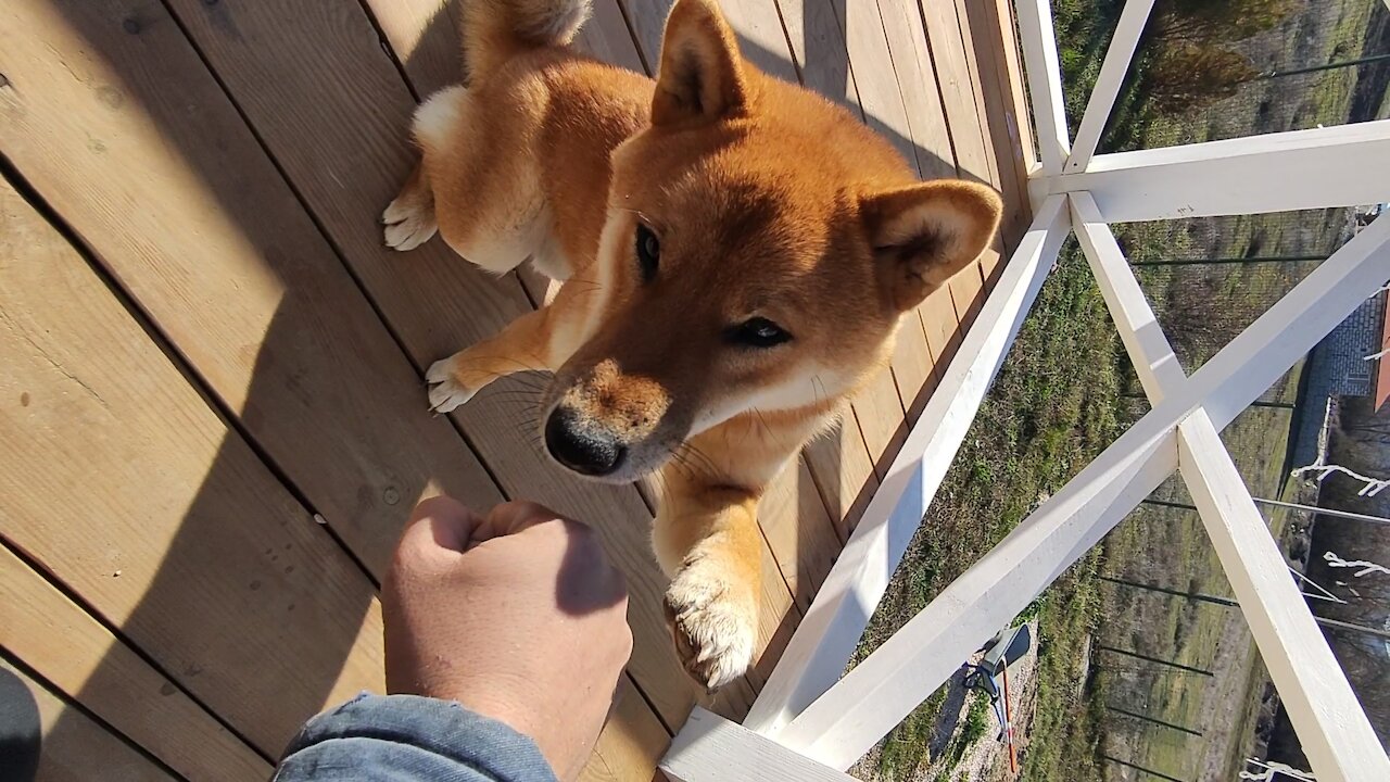 Shiba Inu from Russia knows the team, high five