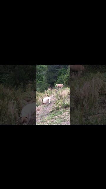 Dog thinks he’s a horse and grazes with horses