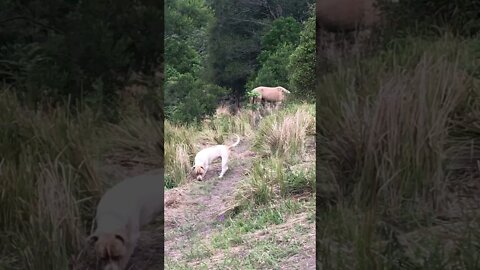 Dog thinks he’s a horse and grazes with horses