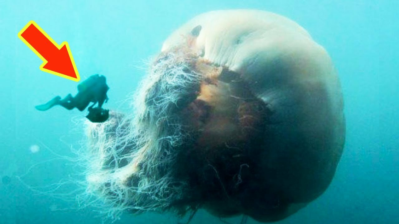 LION'S MANE JELLYFISH: The Biggest Jellyfish In The World