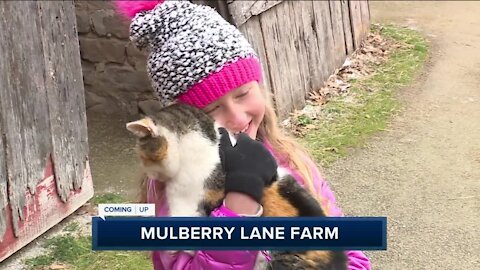 Cute: Baby animals are ready to arrive at Mulberry Lane Farm