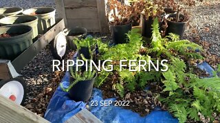 Ripping Ferns