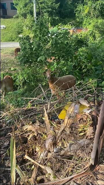 Help save the animals