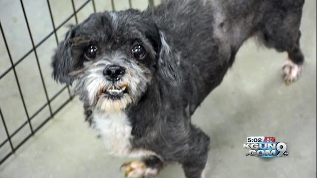 MCACC: Neglected dog's leg fell off during grooming after owner surrender