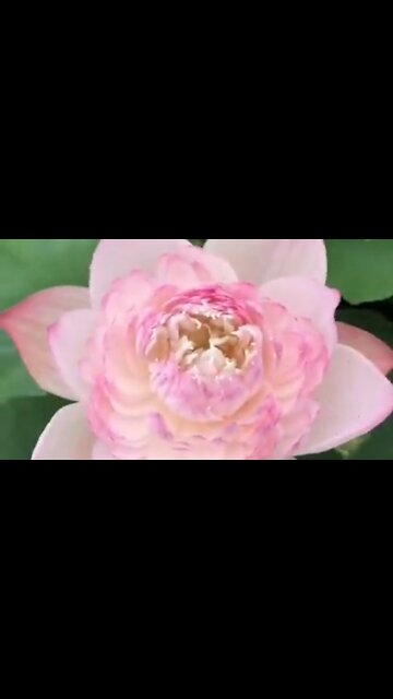 Beautiful Pink Flowers