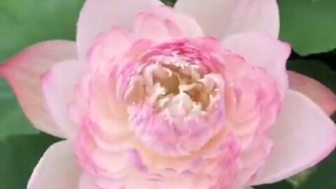 Beautiful Pink Flowers