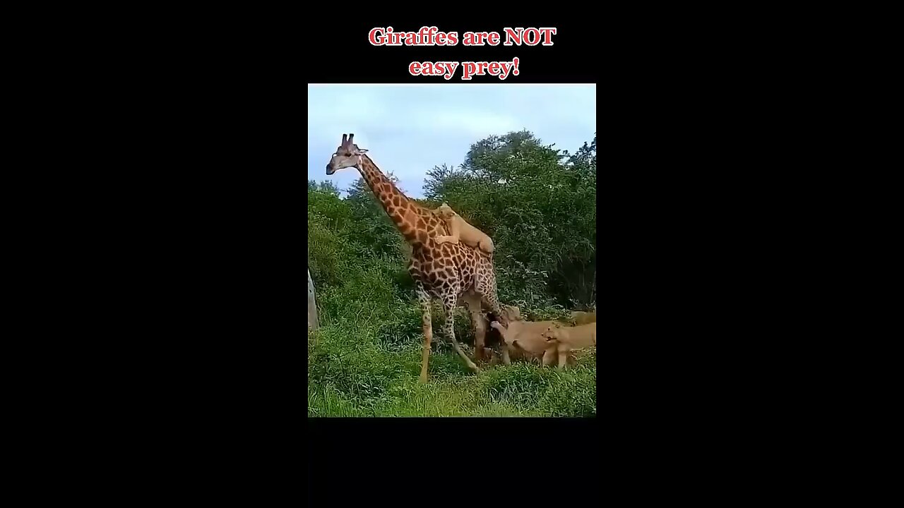 Giraffes are Not easy prey