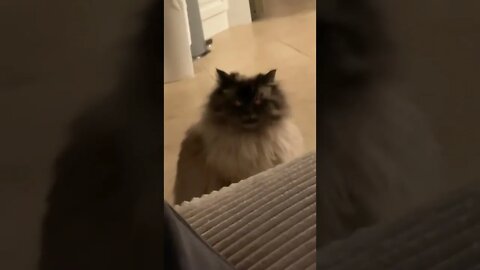 😽More funny cats in your life😼Don't try hold back launch 🤪