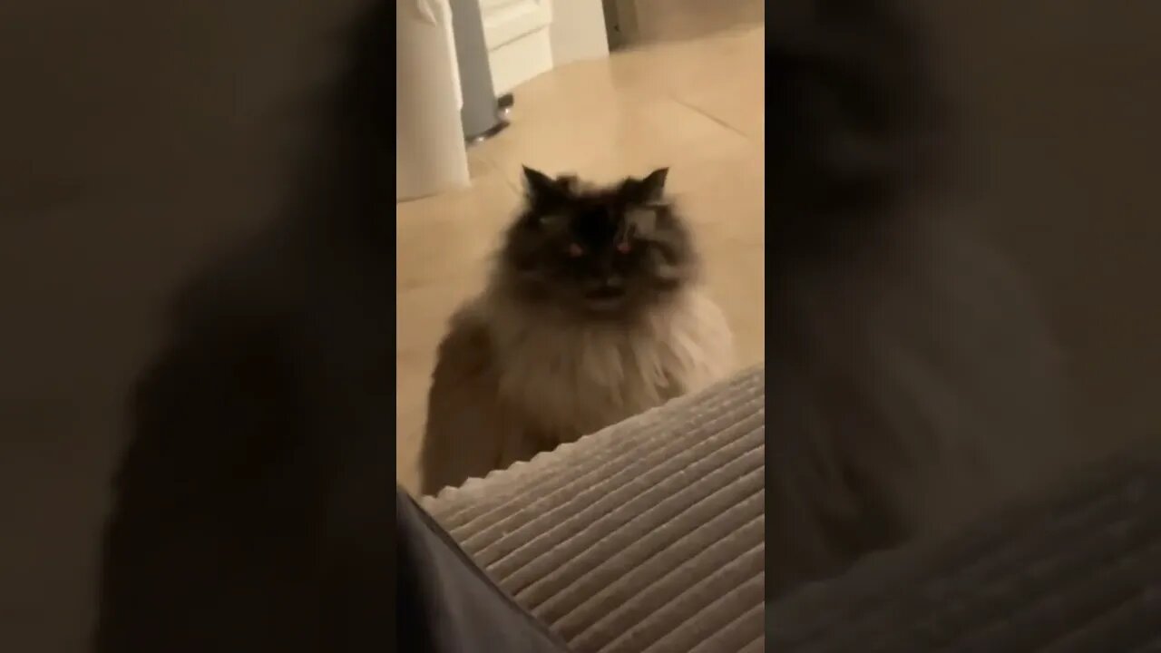 😽More funny cats in your life😼Don't try hold back launch 🤪