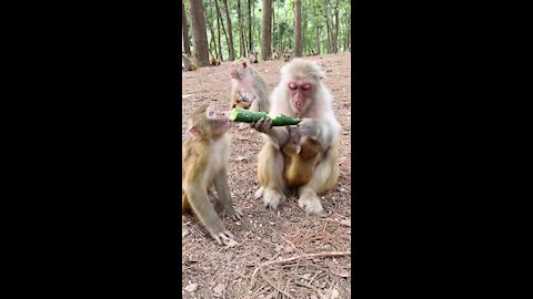 Funny monkey eating