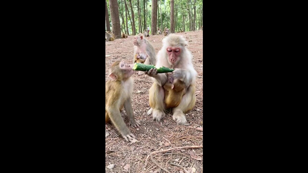 Funny monkey eating