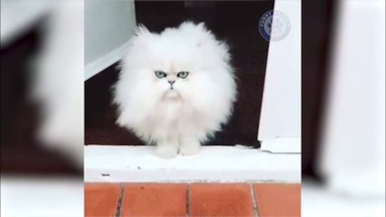 Cute Cat Playing on Bed