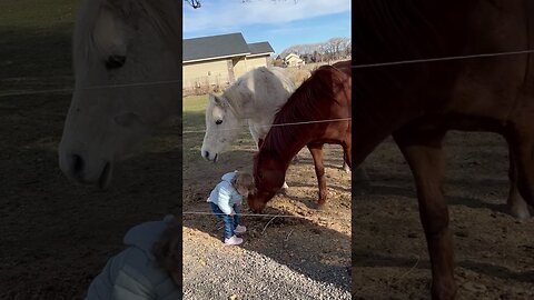 Sixteen-Month-Old Girl Has Heartwarming Interaction With Horses