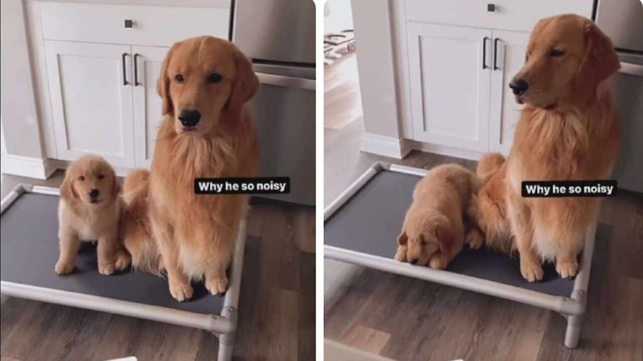 A cute and well trained puppy with his mom