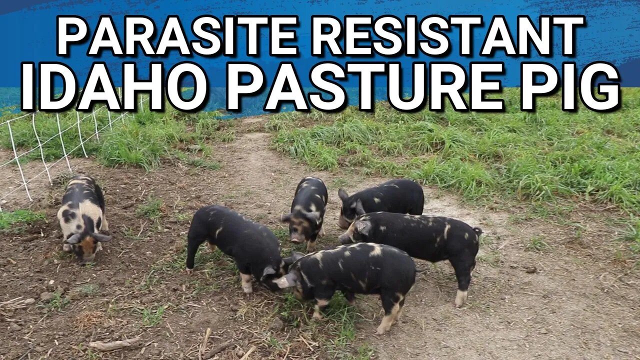 Quality Breed Standard Idaho Pasture Pig | Parasite Resistant Pigs