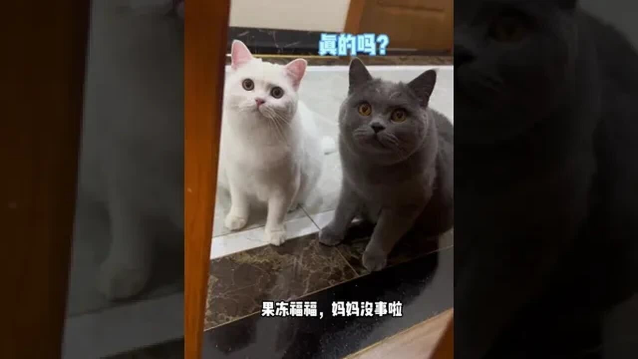 No matter you become what appearance, want to cat