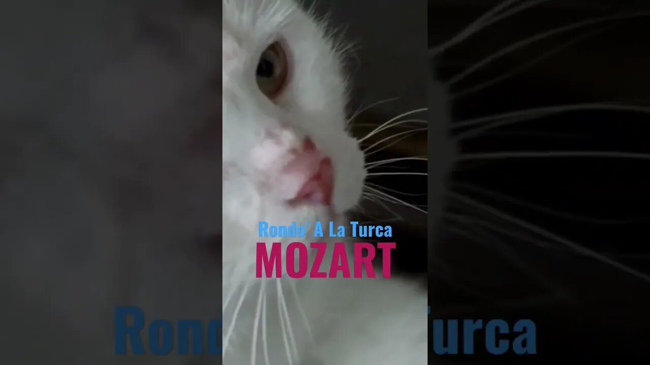 Mozart - Rondo' A La Turca - Subscribe For More #shorts #classicalmusic #mozart