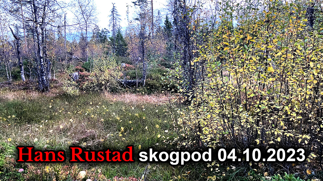 Skogpod 4. oktober 2023