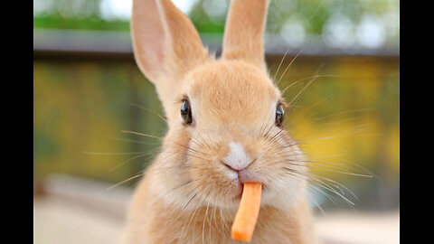 Funny Cute little Bunny carrots 🥕 cuteness overload 🤩 #fyp