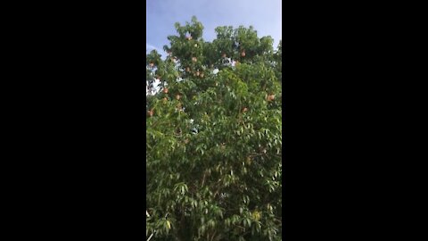 Mangoe tree