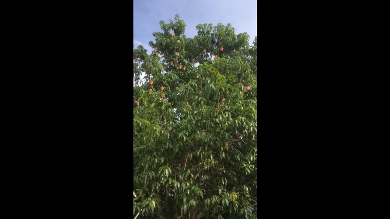 Mangoe tree