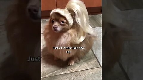 💅 #slay #meme #beauty #cute #pets #dogs #funny #hair #comedy #fashion