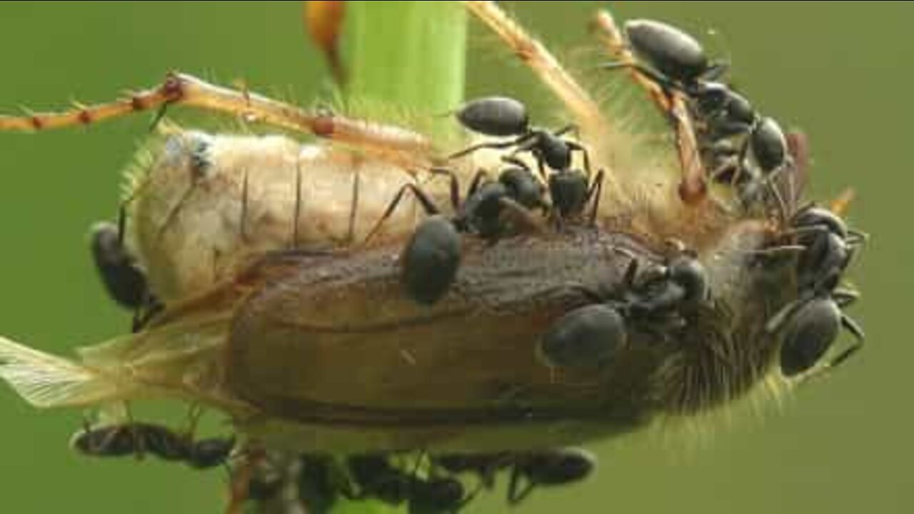 Impressionante filmagem macro capta formigas devorando um besouro