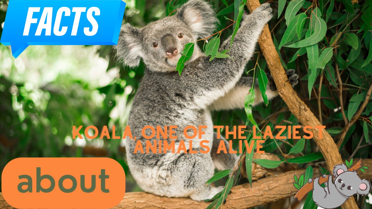 Interesting facts about koalas