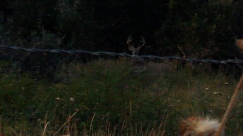 Nice Whitetail at close range!