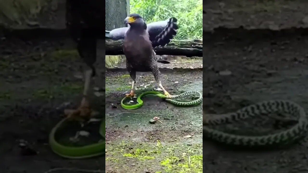 Eagle 🦅 and snake 🐍 #shortsfeed #shorts #youtubeshorts #saintpee #viral #eagle #snake