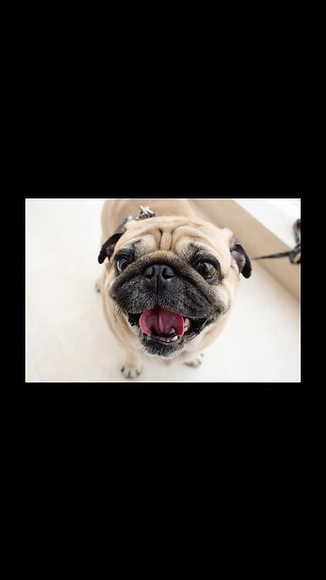 Smallest Dog Breeds in the World#shorts