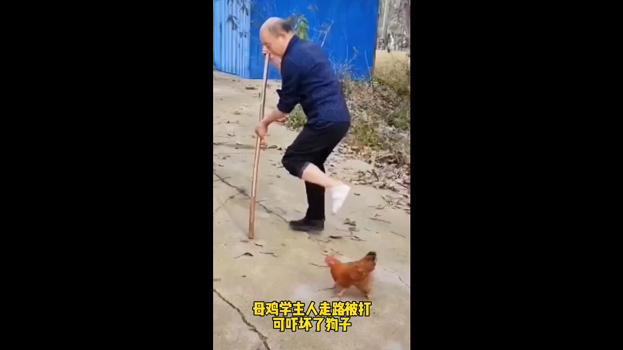 Chicken | Funny chicken | Chicken with too strong imitation ability
