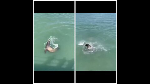 Seal fighting for food with a bird