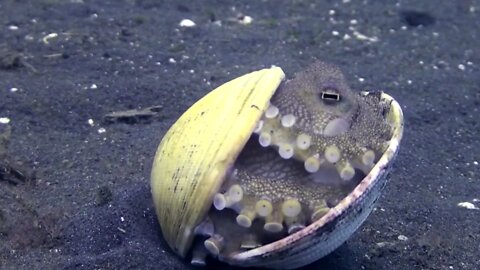 Baby Octopus Hiding Inside Shell Is Adorable