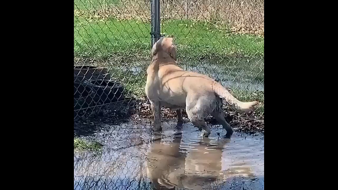 Dogs funny video seen in the my channel