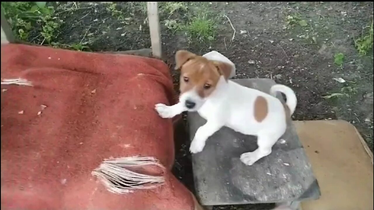 training of puppies Jack Russell Terrier