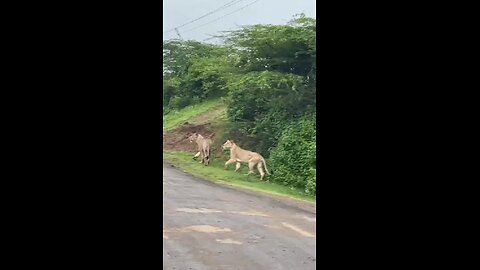 Tiger in small village